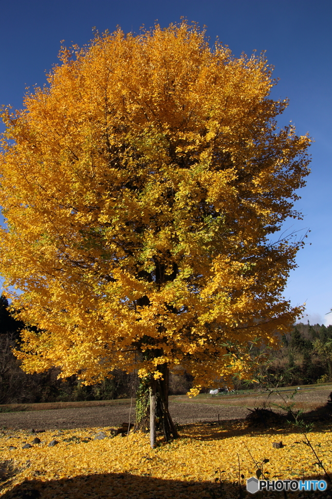 大きな銀杏の木