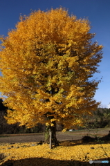 大きな銀杏の木