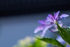 紫陽花の季節