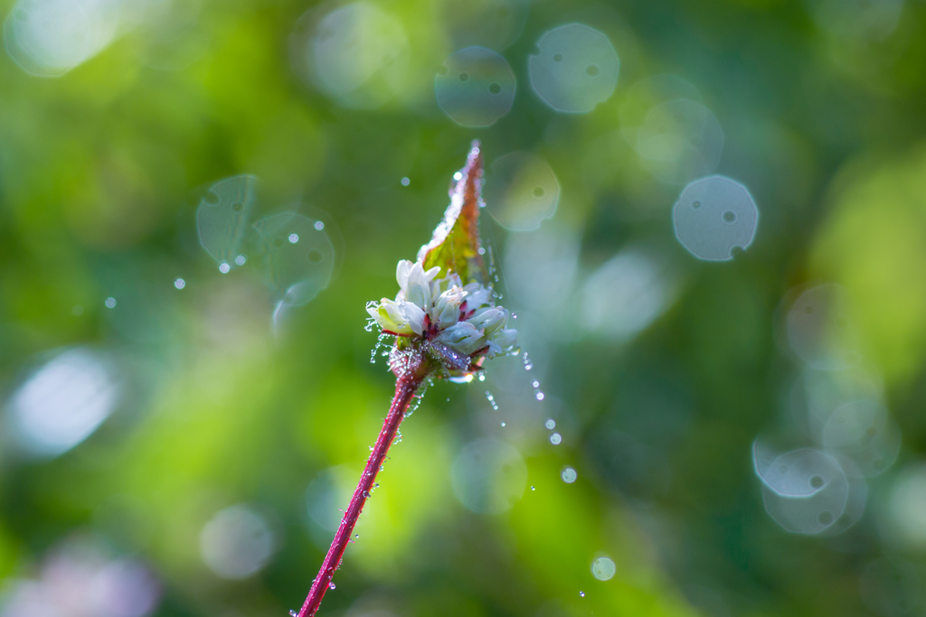 朝露の中の草花