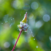 朝露の中の草花