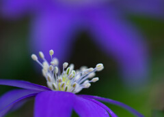 ひそやかに　優雅にと