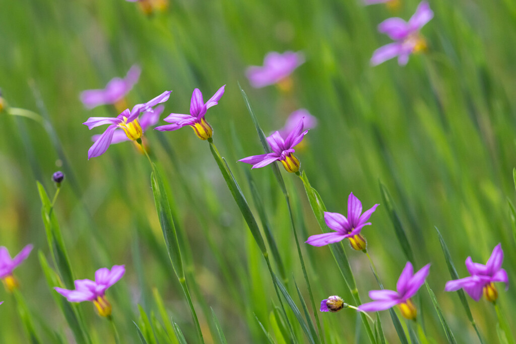 ニワゼキショウ