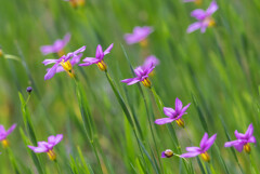 ニワゼキショウ