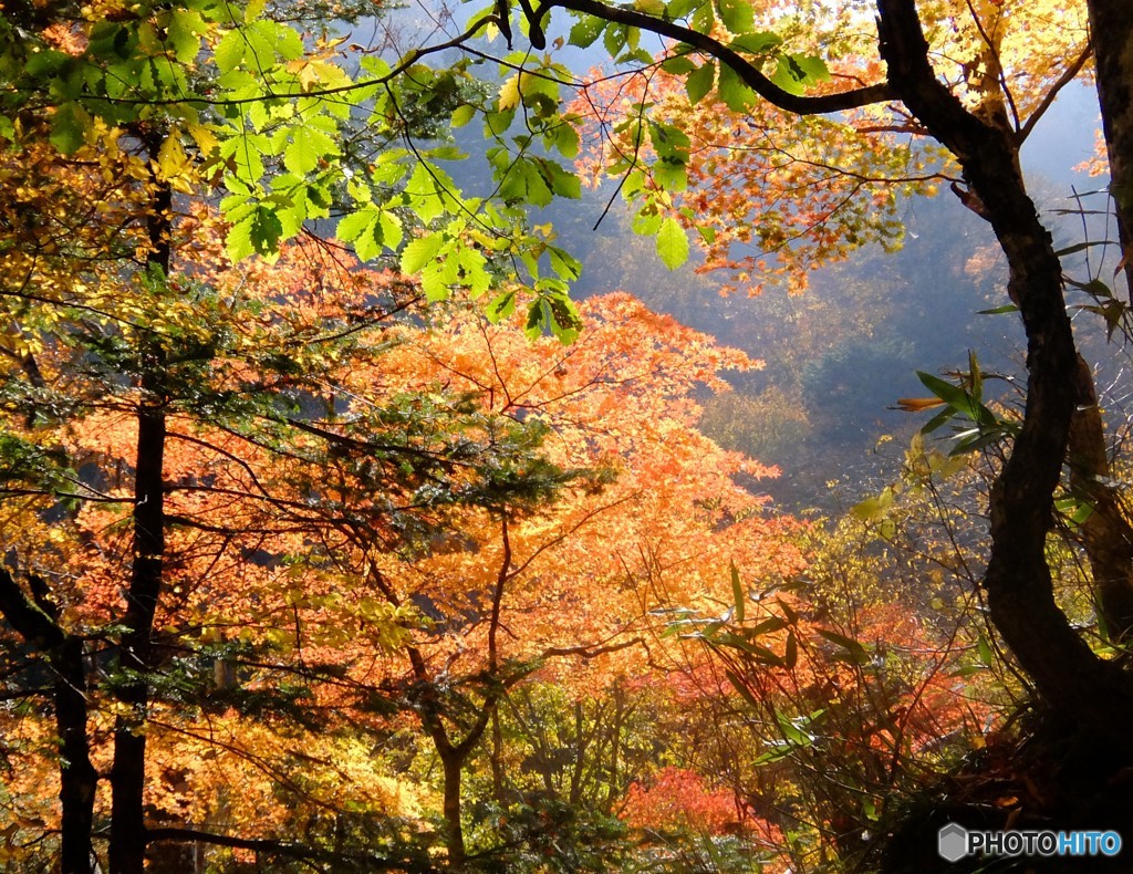 あ～　秋ですね。