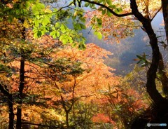 あ～　秋ですね。