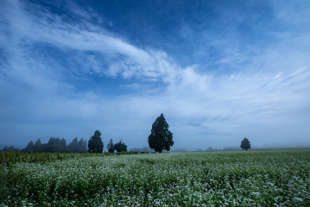 山本山の蕎麦畑