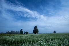 山本山の蕎麦畑