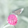 千日紅とセセリチョウ