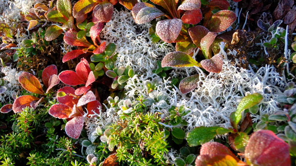 ウラシマツツジの紅葉と霜