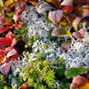 ウラシマツツジの紅葉と霜