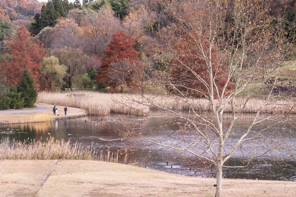 晩秋　モミジバフウ