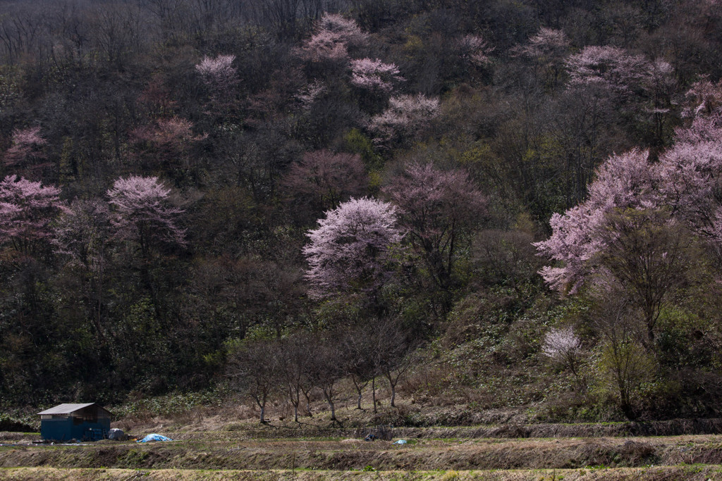 戸赤の桜