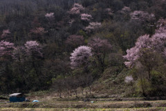 戸赤の桜
