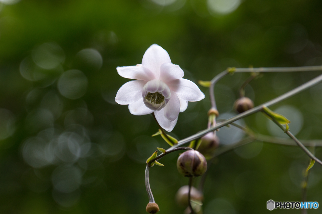 レンゲショウマ　