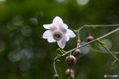 レンゲショウマ　