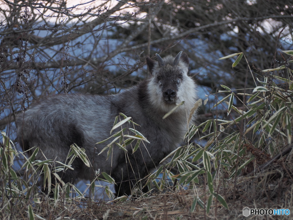 三つ峠で会ったカモシカ