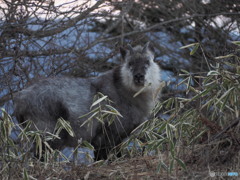 三つ峠で会ったカモシカ