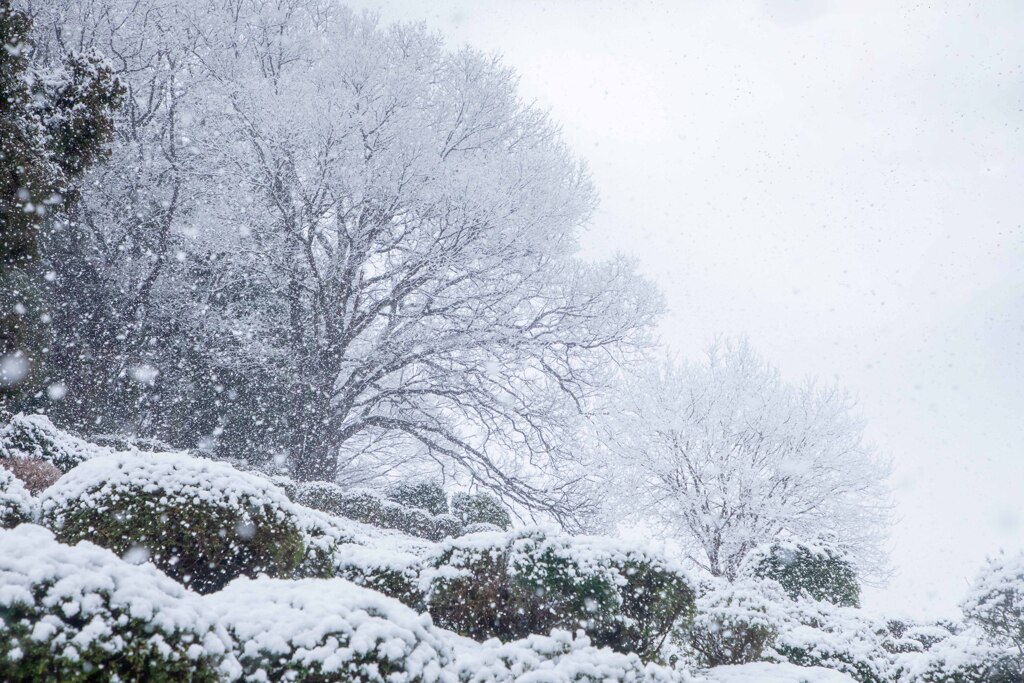 雪が降る