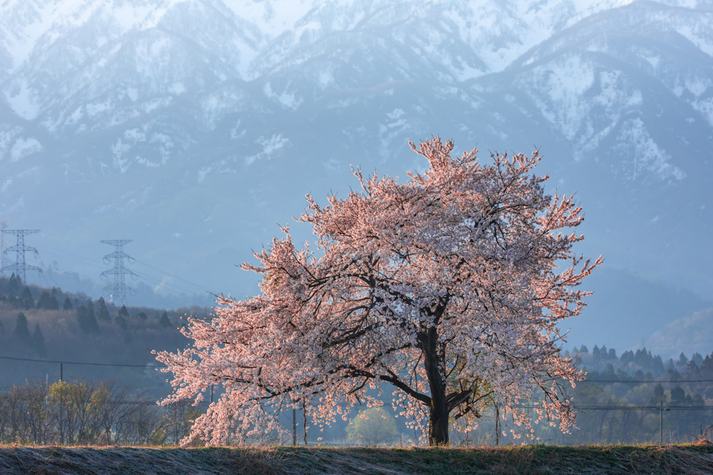 朝日に輝く1本桜