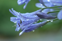 雨をたっぷりと含んで 雨をたっぷりと含んで