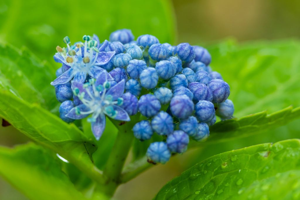 紫陽花もまだ頑張っています。