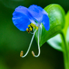 露草