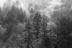 霧が湧く尾瀬の森