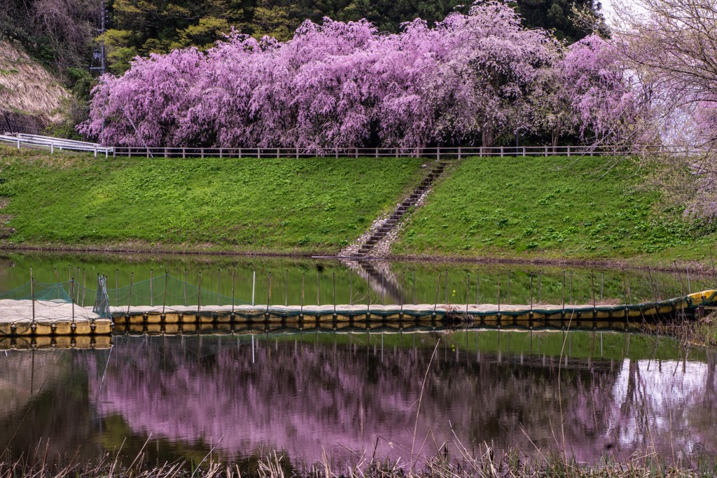 反対側から見る枝垂れ桜