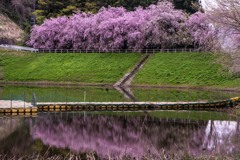 反対側から見る枝垂れ桜