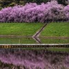反対側から見る枝垂れ桜
