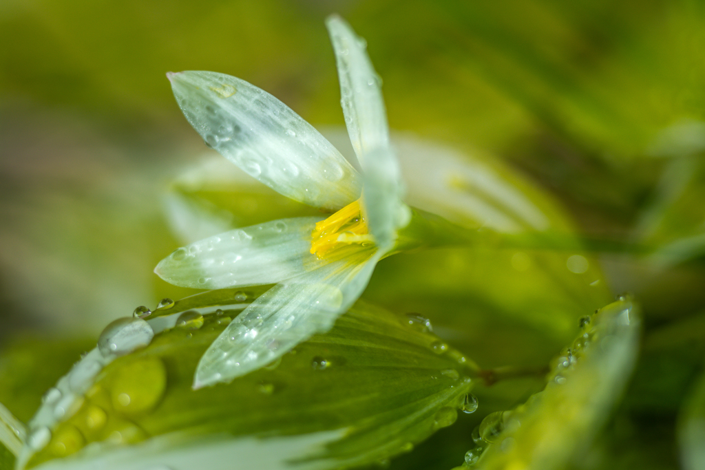 雨の雫が一杯！