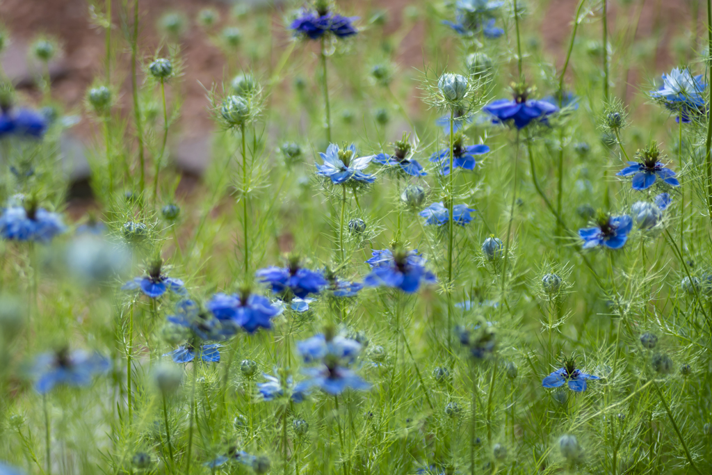 ニゲラのお花畑