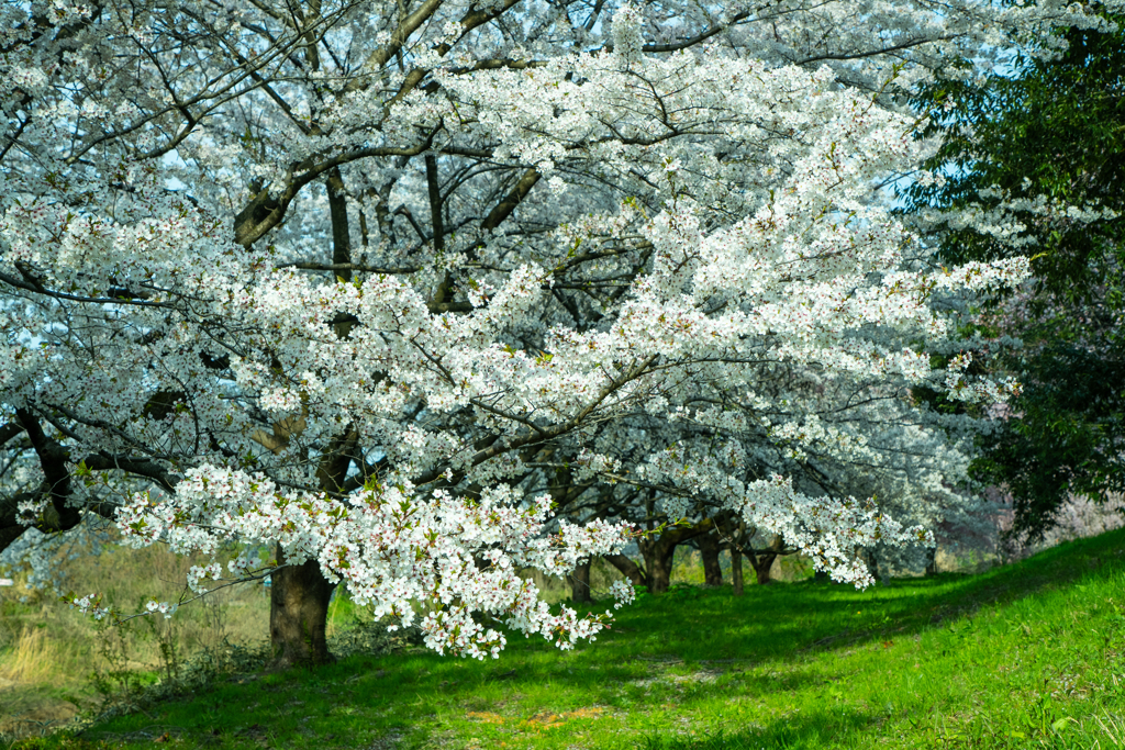 桜の大樹