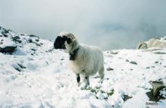 1996年　7月　スイスにて　