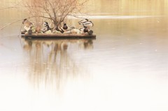 水鳥の楽園