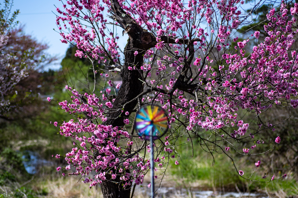 桜の前の風車
