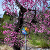 桜の前の風車