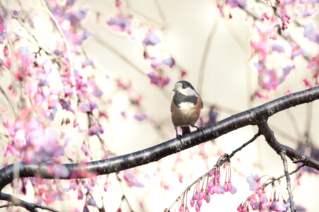 夕日の枝垂れ桜にヤマガラ