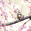 夕日の枝垂れ桜にヤマガラ
