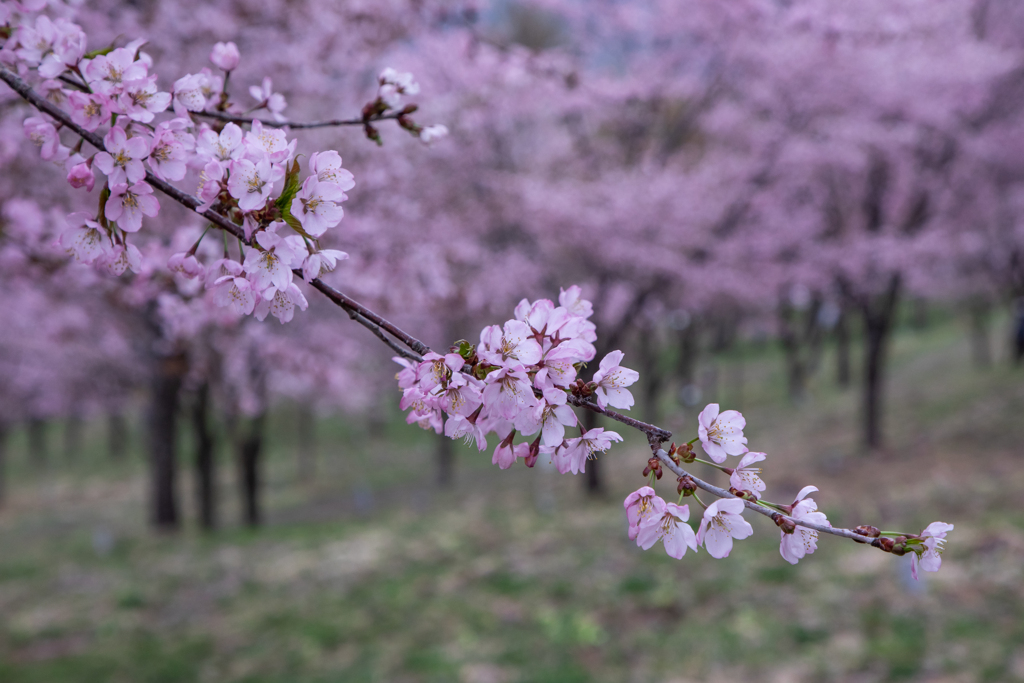 桜峠