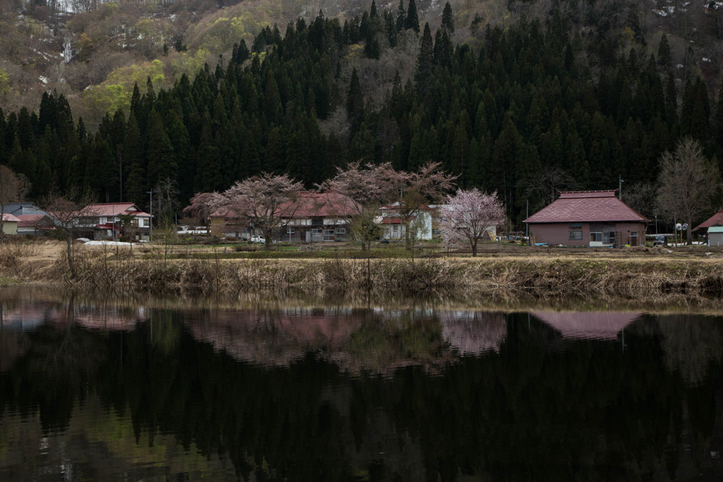 静かな里の桜が水面に映り込み