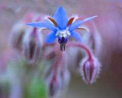 ハーブ　ボリジ　（瑠璃苣（ルリサジ ）) 