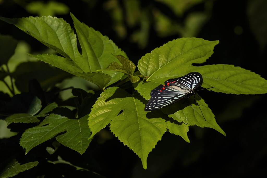 アカボシゴマダラアゲハ蝶
