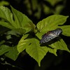アカボシゴマダラアゲハ蝶