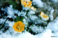 7月でも　雪になることがあるんですね。