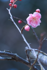 優しい色の梅の花