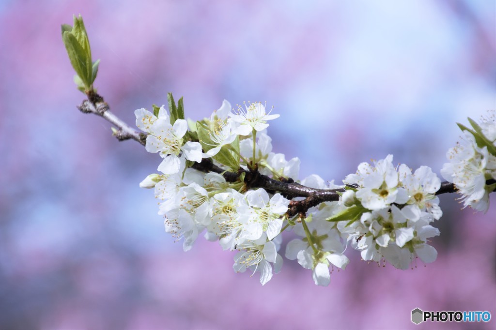 バックに桃の花
