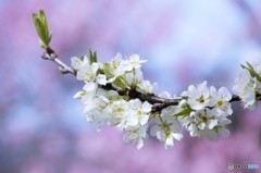 バックに桃の花