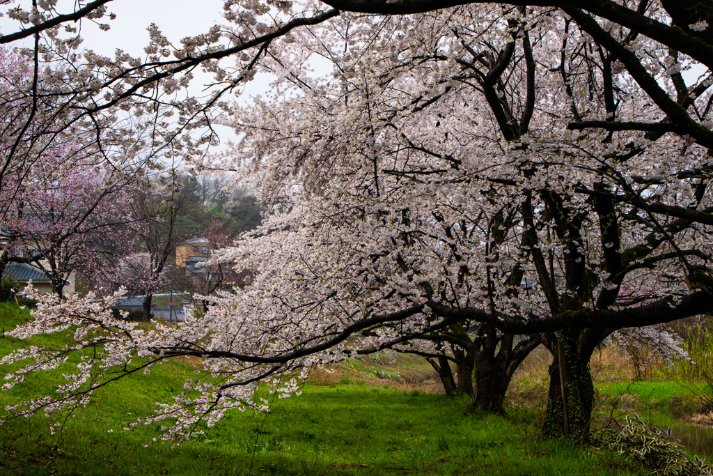散歩道の桜